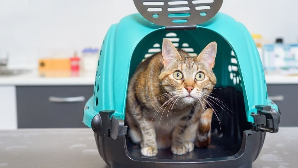 https://static.helloskip.com/blog/2022/01/cat-in-a-kennel-1.jpg